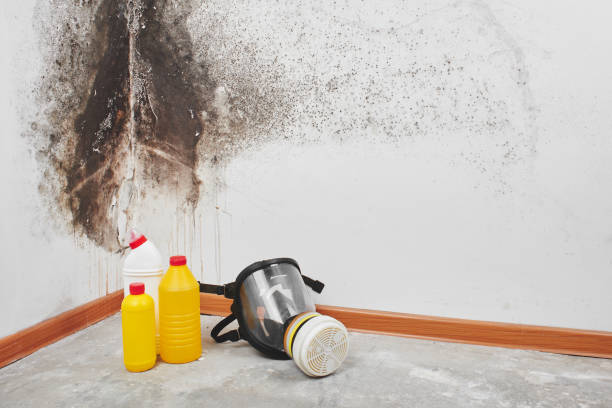 Best Mold Testing  in Muncie, IN