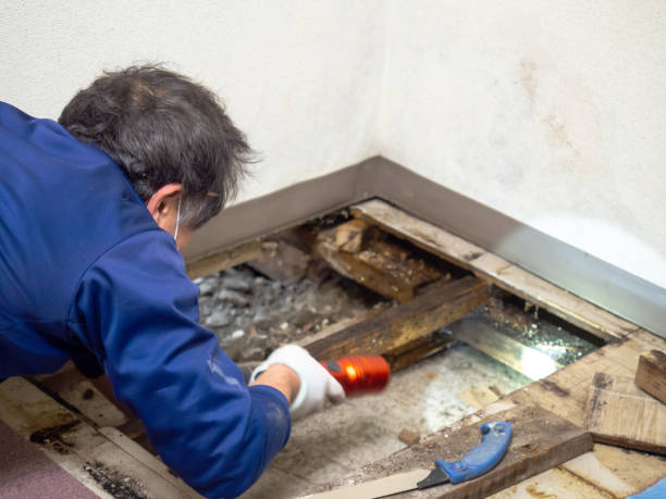 Best Mold Cleaning Services  in Muncie, IN
