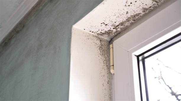Best Mold Damage Repair  in Muncie, IN