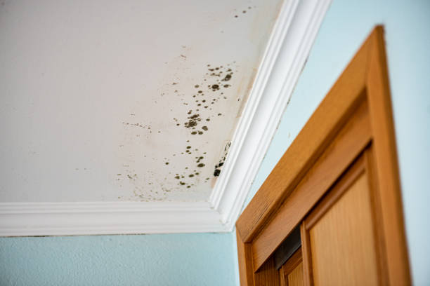 Best Toxic Mold Removal  in Muncie, IN