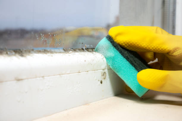 Best Crawl Space Mold Removal  in Muncie, IN