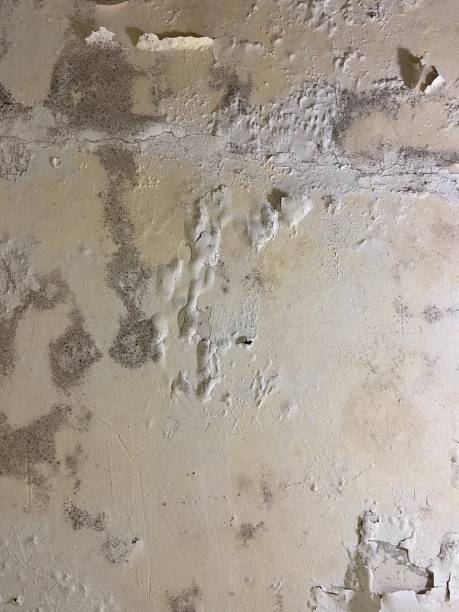 Best Emergency Mold Removal  in Muncie, IN