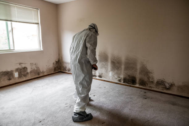 Best Commercial Mold Removal  in Muncie, IN