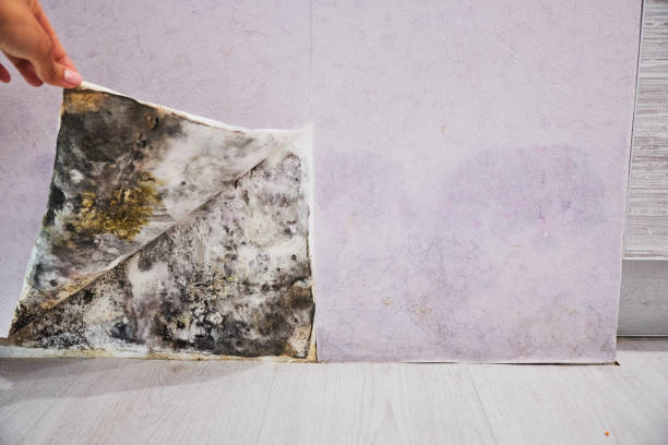 Best Black Mold Removal  in Muncie, IN
